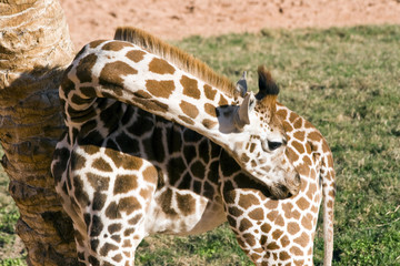 Obraz premium Jirafa joven.