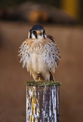 Falco sparverius
