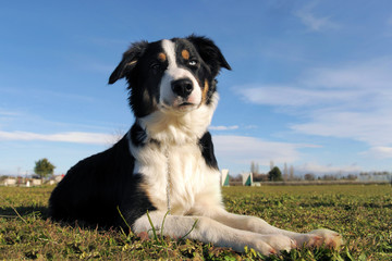 border collie