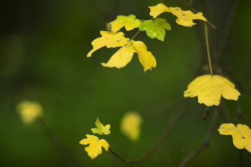 leaves on branch