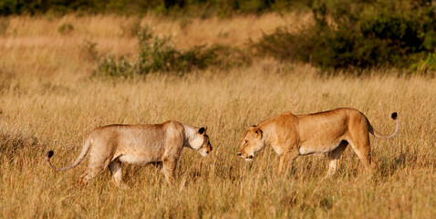 Naklejka na ściany i meble Afrykańskie Lionesses w Masai Mara National Park, Kenia