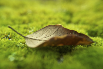 leaf