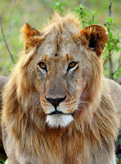 African Lion in the Maasai Mara National Park, Kenya