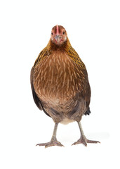 Chicken looking at camera