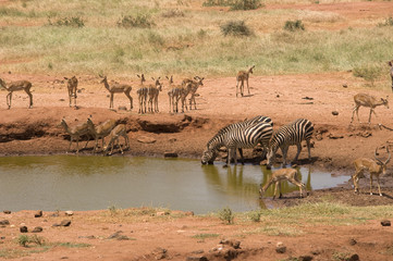 Fototapeta na wymiar Zebras and impala, Tsavo East National Park