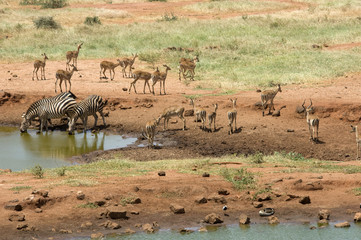 Fototapeta na wymiar Zebry i impala, Park Narodowy Tsavo East