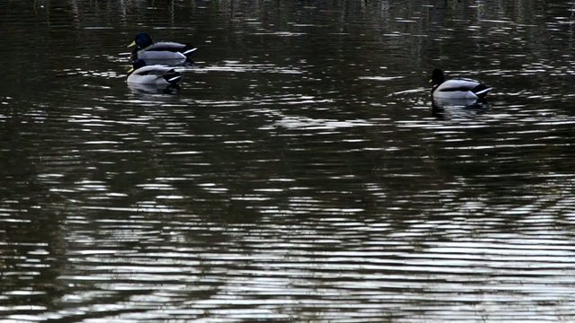 patos en rio
