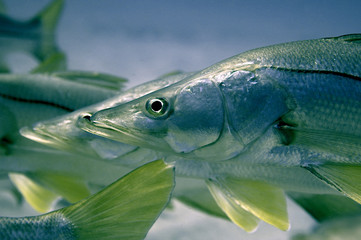 Common Snook