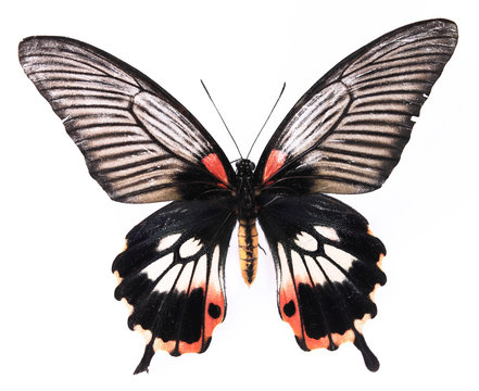 Black and red utterfly
