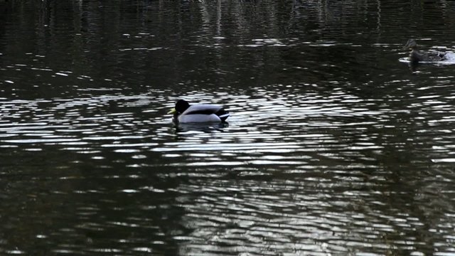 patos en rio