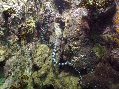 Banded Sea Snake - Laticauda colubrina