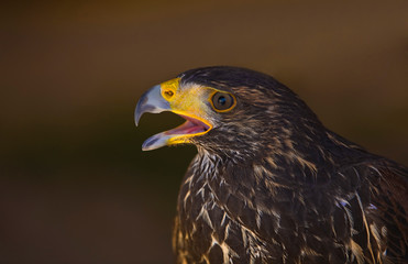 Harris Hawk open beak