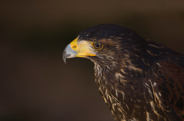 Harris Hawk seen from the side