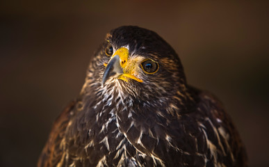 Young Harris Hawk