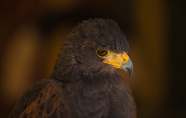 Harris Hawk head