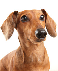 dachshund dog