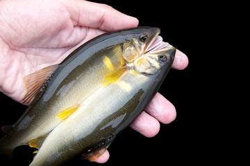 釣りたての天然鮎