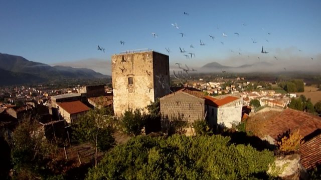 uccelli in volo ripresa aerea