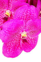 Fototapeta na wymiar Pink orchid with white background