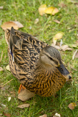 Female Duck