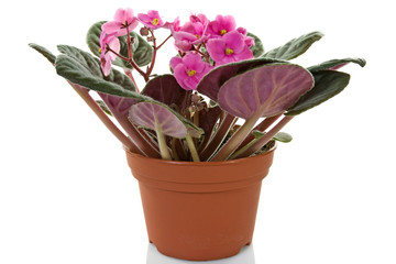 pot with blooming  plant