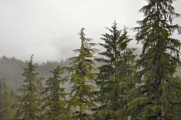 Ketchikan forest and trees