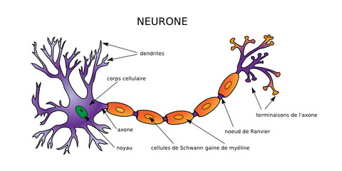 Web Art Design NEURON DIAGRAM NEURONE STRUCTURE médecine 10