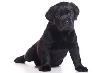 Labrador puppy on white background