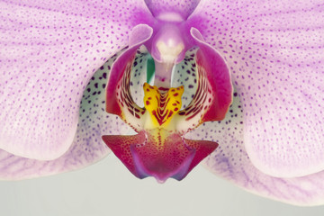 Pink Orchid Macro