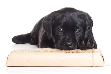 Labrador puppy on white background