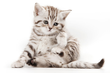 Little Kitten on white background