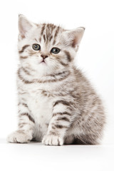 Fototapeta na wymiar Little Kitten on white background