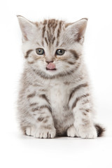 Obraz premium Little Kitten on white background