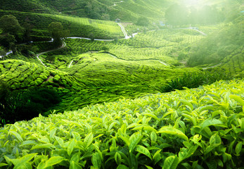 Obrazy na Plexi  Plantacja herbaty Cameron Highlands, Malezja