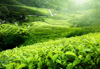 Photo sur Aluminium Printemps Tea plantation Cameron highlands, Malaysia