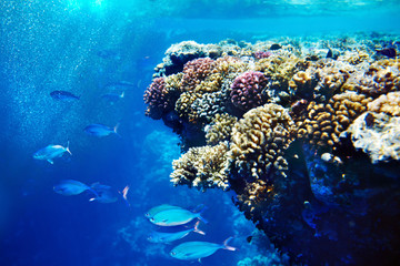 Fototapeta na wymiar Grupa koralowców ryb.