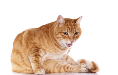 chat roux faisant sa toilette