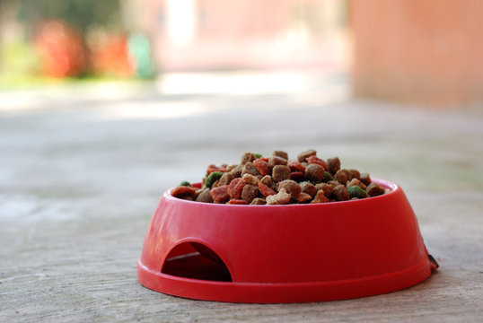 ciotola con cibo per cani