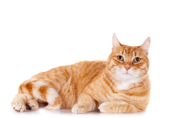portrait d'un chat roux sur fond blanc