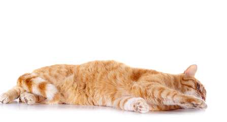 attitude f&eacute;line