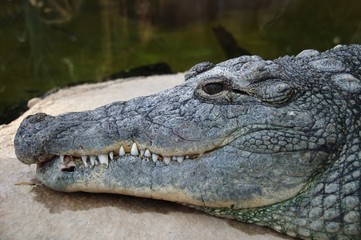 Obraz premium The head of an alligator