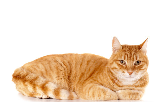 chat rouw couch&eacute;