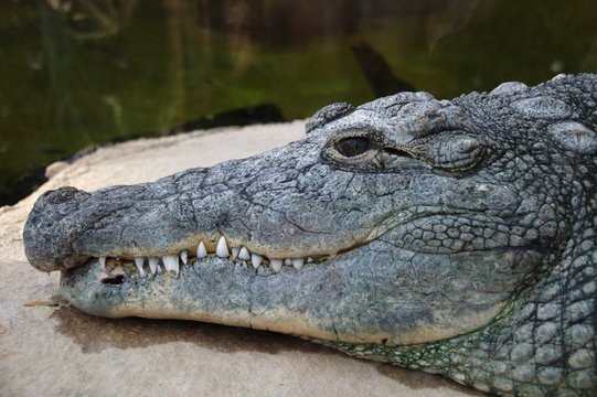 The head of an alligator