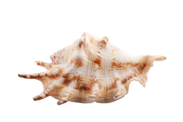 Photo seashell on white background