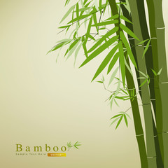 Fototapeta na wymiar Bambus zielony liść ilustracji wektorowych