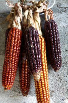 mazorcas de maiz