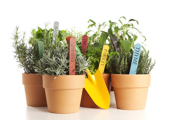 potted garden herbs and shovel isolated