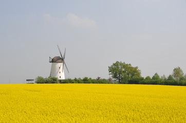 Windmühle bei Schmerlecke, NRW, Rapsfeld, Landwirtschaft