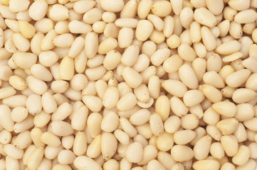 Cedar nuts background