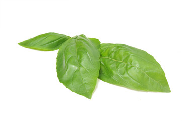 Fototapeta premium basil